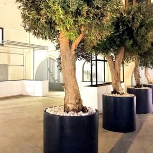 Aurya Planter Pot