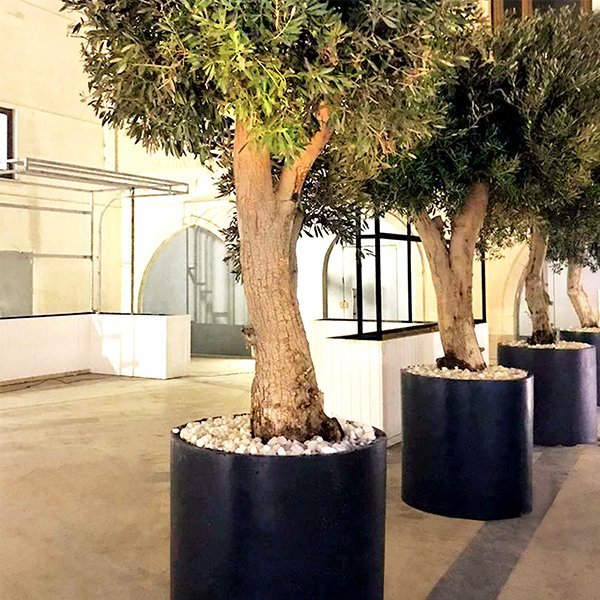 Aurya Planter Pot