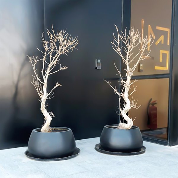 Verna Planter Pot